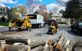 How Our Tree Care Process Works  in Hillsboro, IL